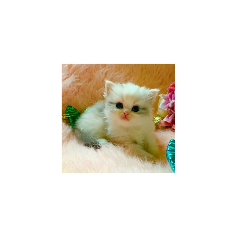 販売中の茨城県のスコティッシュフォールド-131700の2枚目