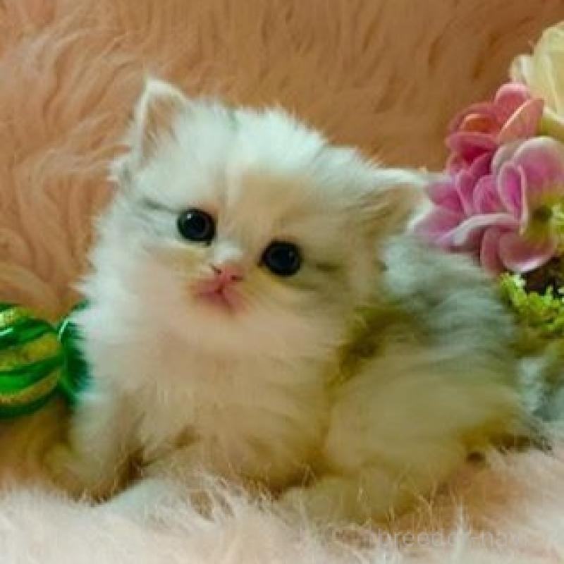 販売中の茨城県のスコティッシュフォールド-131700