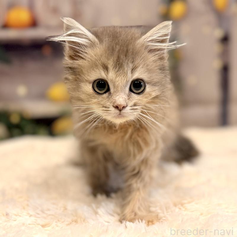 販売中の岐阜県のサイベリアン-131701