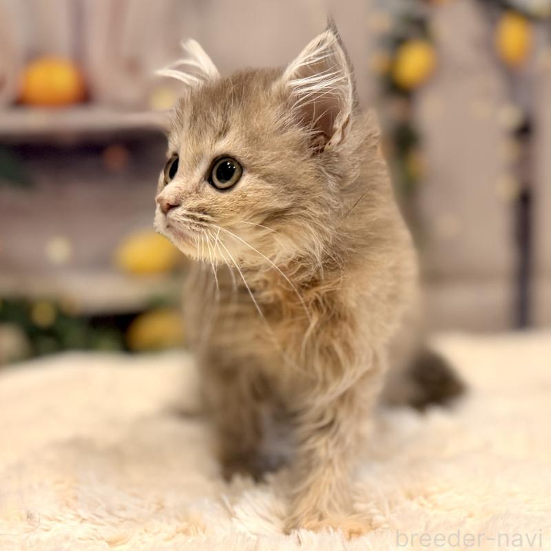 販売中の岐阜県のサイベリアン-131701の4枚目