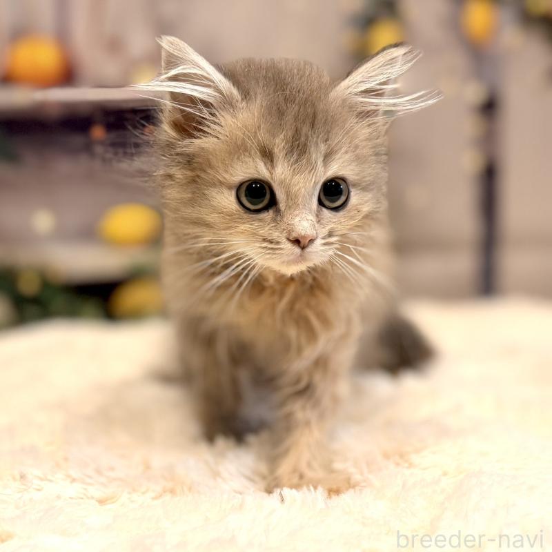 販売中の岐阜県のサイベリアン-131701の3枚目