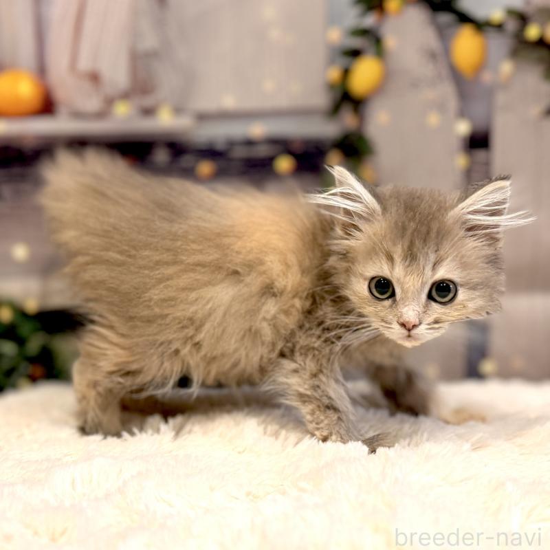 販売中の岐阜県のサイベリアン-131701の2枚目