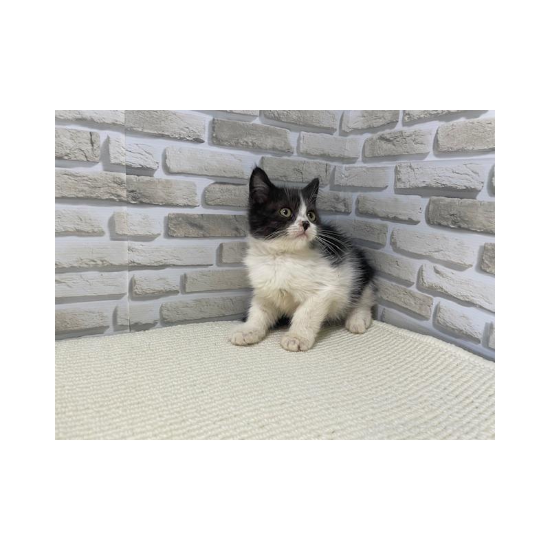 販売中の埼玉県のスコティッシュフォールド-131702の3枚目