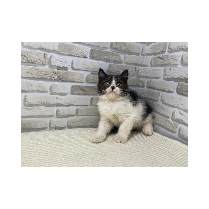 販売中の埼玉県のスコティッシュフォールド-131702の2枚目