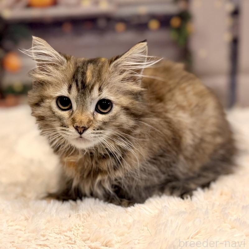 販売中の岐阜県のサイベリアン-131703の1枚目