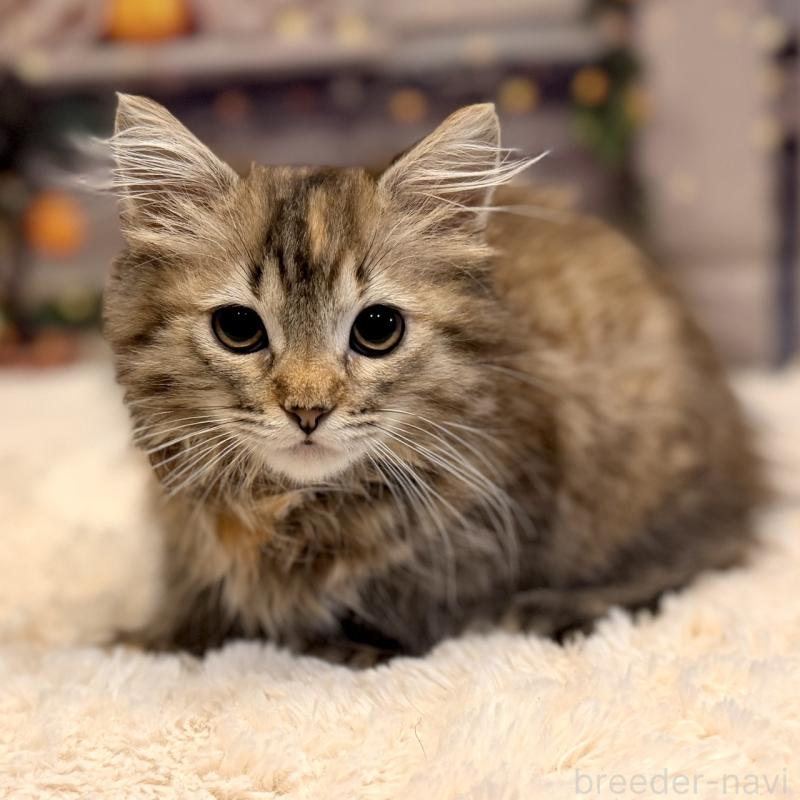 販売中の岐阜県のサイベリアン-131703の4枚目