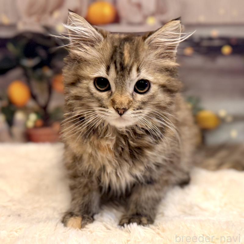 販売中の岐阜県のサイベリアン-131703の3枚目