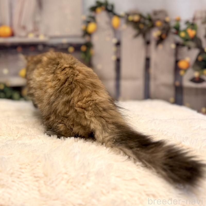 販売中の岐阜県のサイベリアン-131703の2枚目