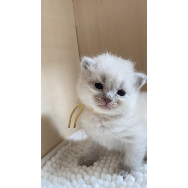 販売中の北海道のサイベリアン-131704の6枚目