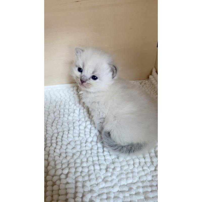 販売中の北海道のサイベリアン-131704の5枚目