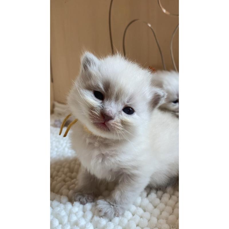 販売中の北海道のサイベリアン-131704の4枚目