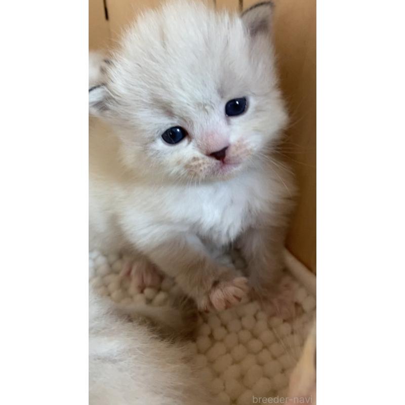 販売中の北海道のサイベリアン-131705の13枚目