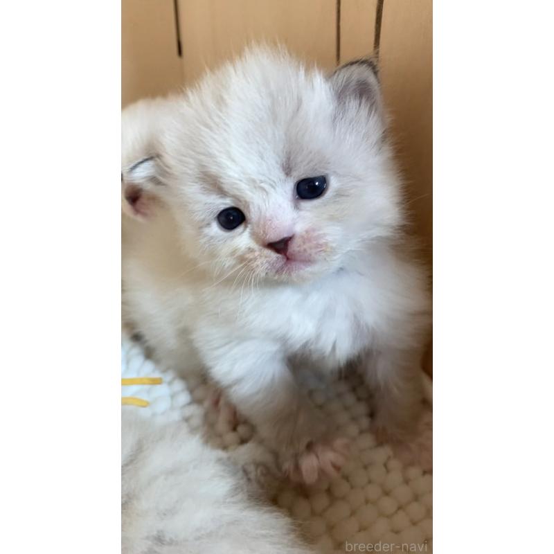 販売中の北海道のサイベリアン-131705の12枚目