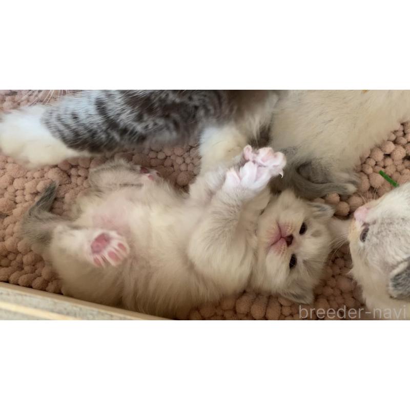 販売中の北海道のサイベリアン-131705の10枚目