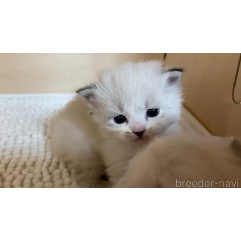 販売中の北海道のサイベリアン-131705の8枚目