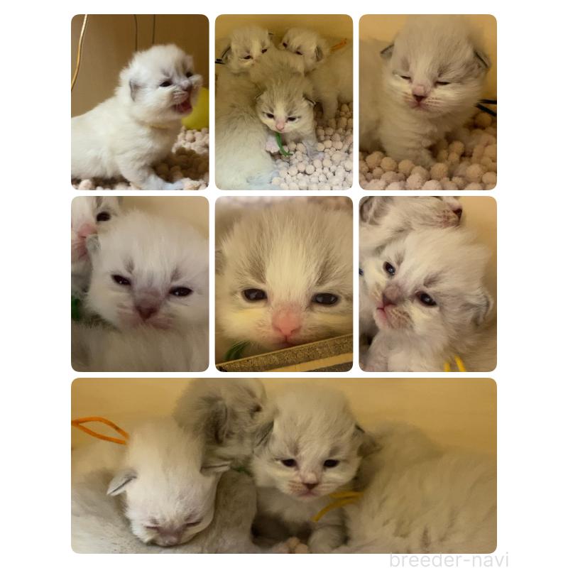 販売中の北海道のネヴァマスカレード-131706の2枚目