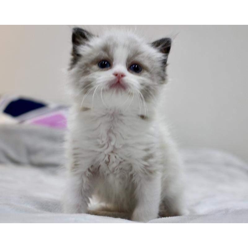 販売中の山梨県のラグドール-131707の4枚目