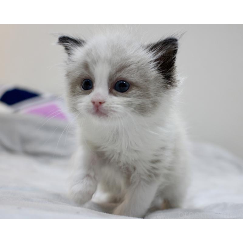 販売中の山梨県のラグドール-131707の3枚目