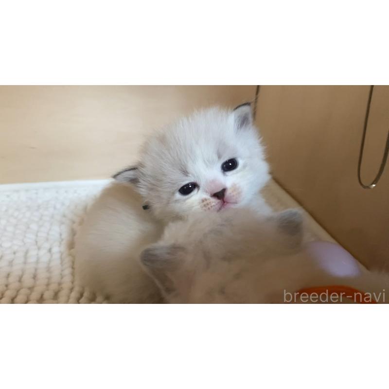 販売中の北海道のサイベリアン-131705の5枚目