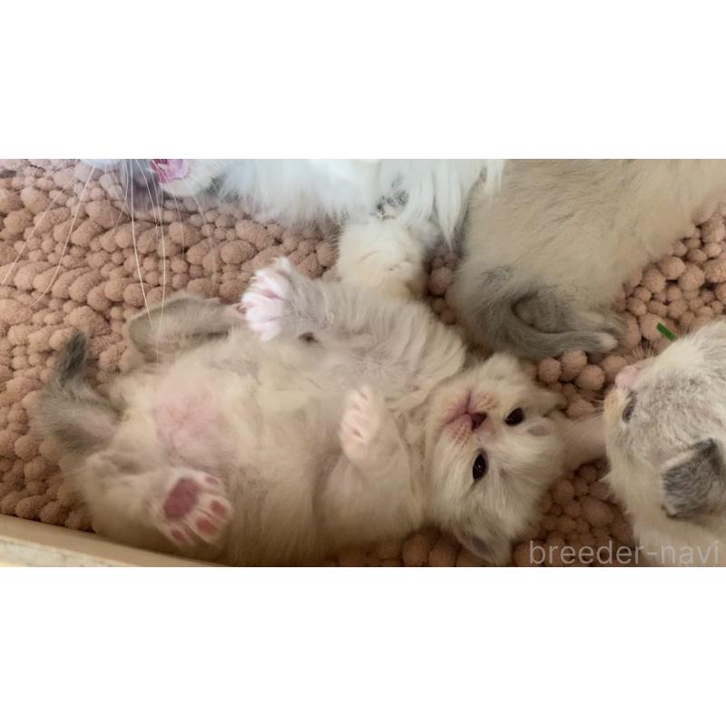 販売中の北海道のサイベリアン-131705の4枚目