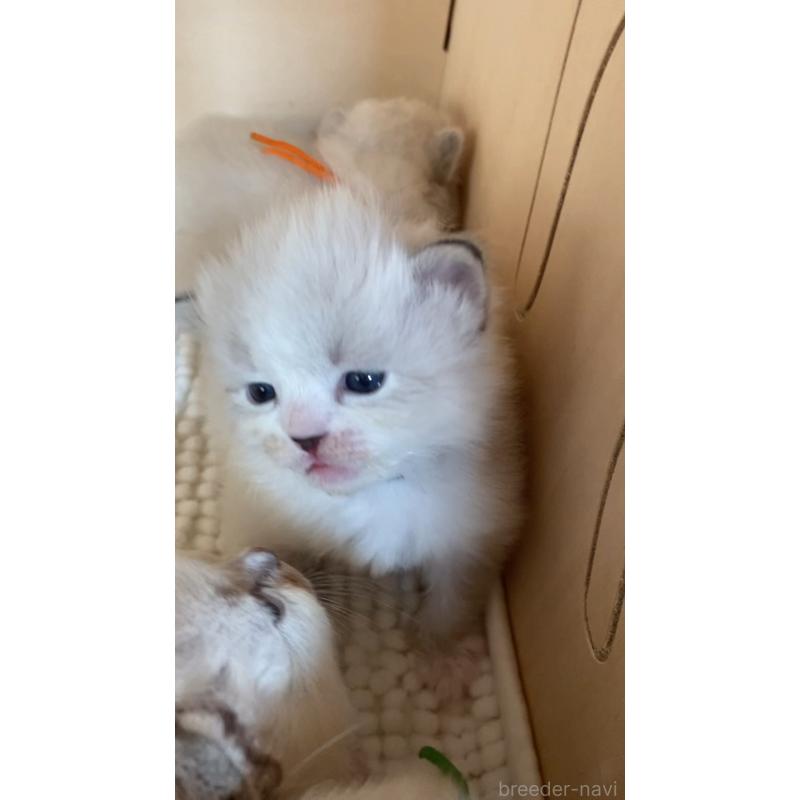 販売中の北海道のサイベリアン-131705の3枚目