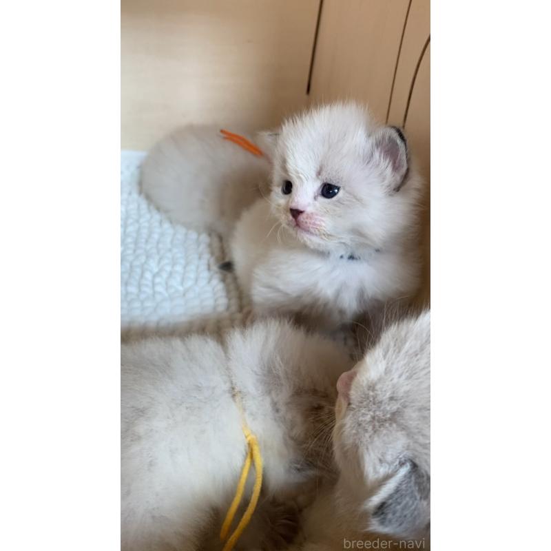 販売中の北海道のサイベリアン-131705の2枚目