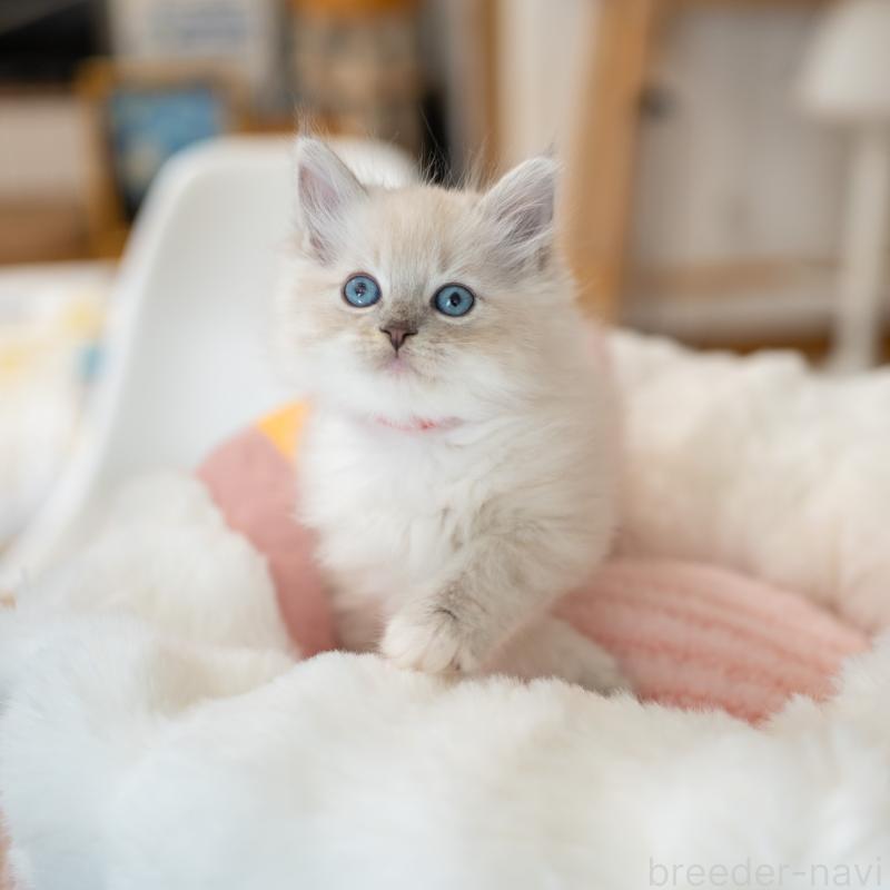 成約済の大阪府のサイベリアン-131674の8枚目