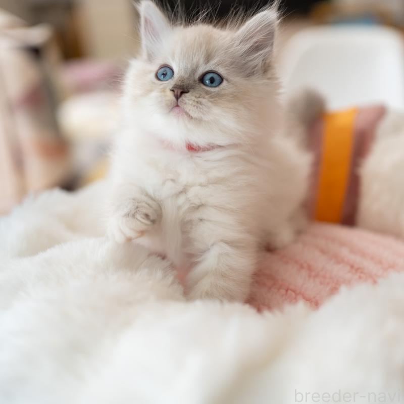 成約済の大阪府のサイベリアン-131674の7枚目