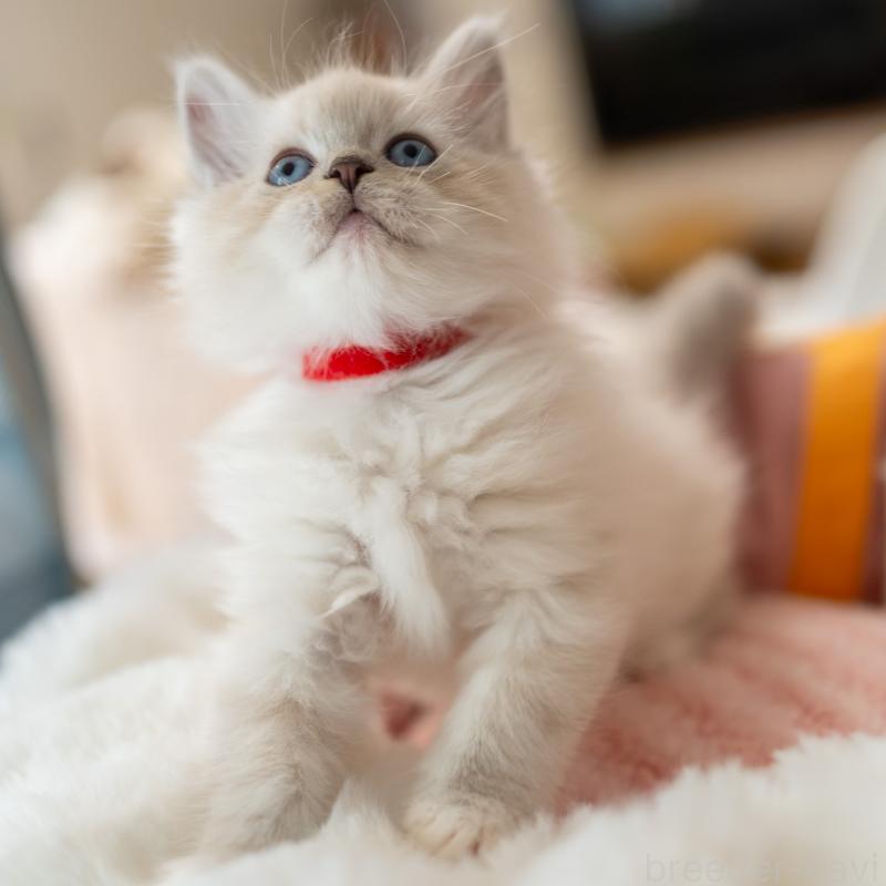 成約済の大阪府のサイベリアン-131674の6枚目