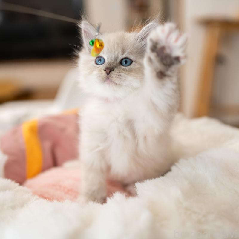 成約済の大阪府のサイベリアン-131674の5枚目