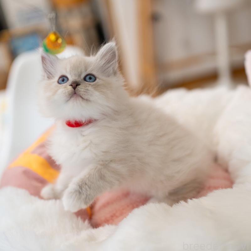 成約済の大阪府のサイベリアン-131674の3枚目