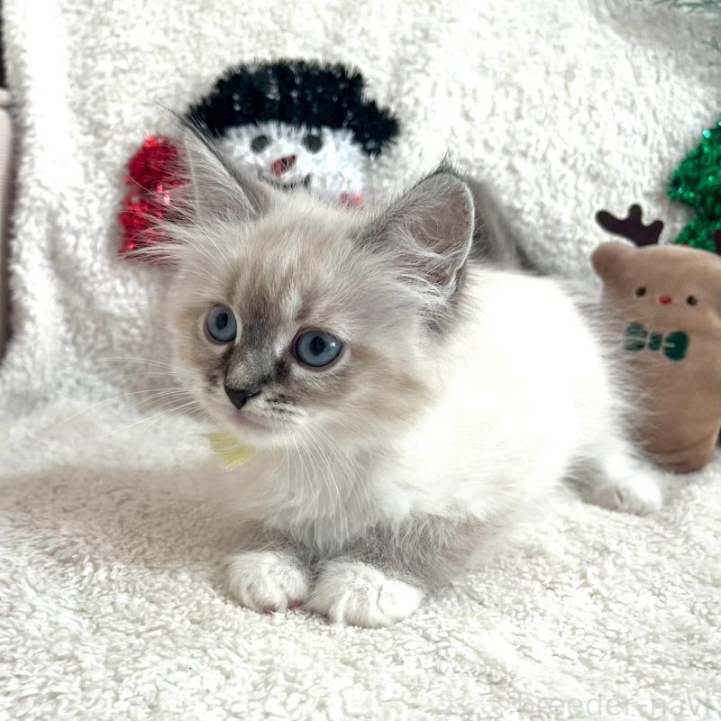 商談中の東京都のサイベリアン-130973