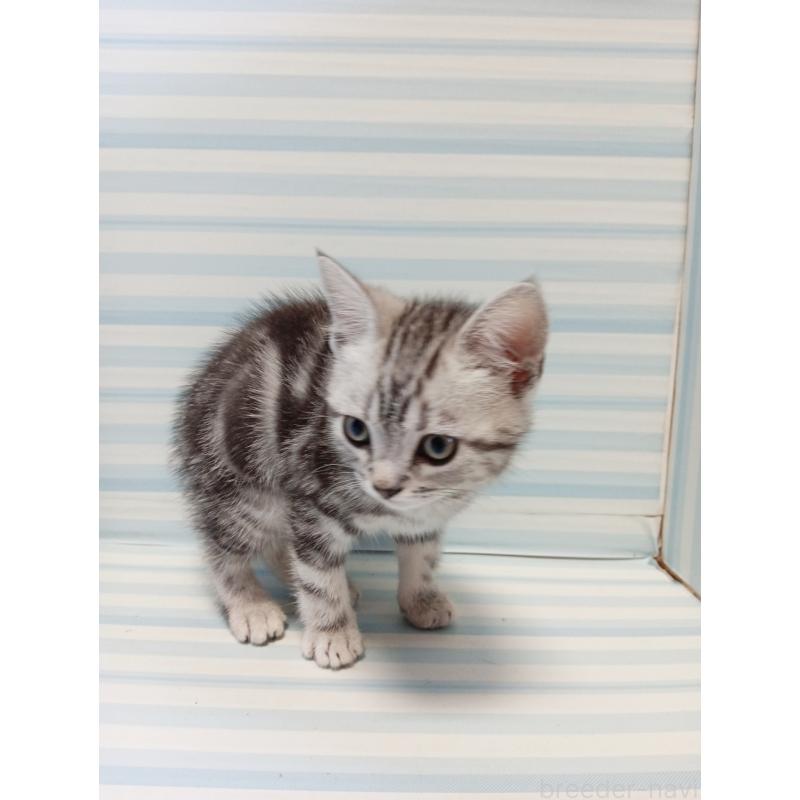 販売中の静岡県のアメリカンショートヘア-129479の2枚目