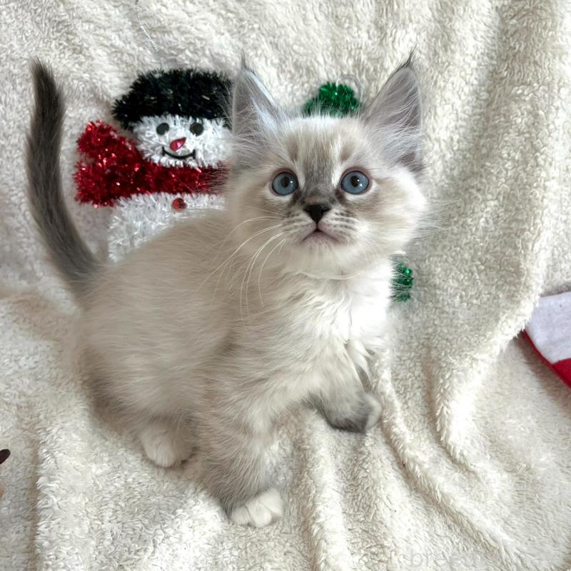 販売中の東京都のサイベリアン-130970の2枚目