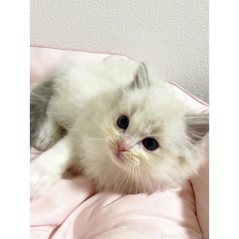 販売中の千葉県のラグドール-131708の4枚目