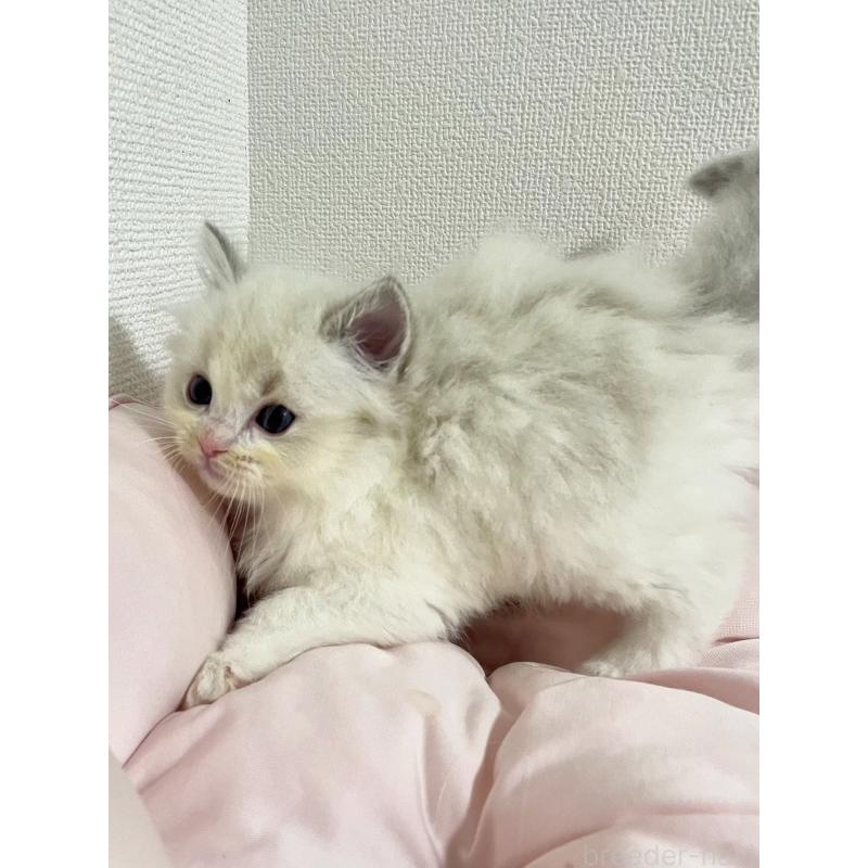 販売中の千葉県のラグドール-131708の2枚目