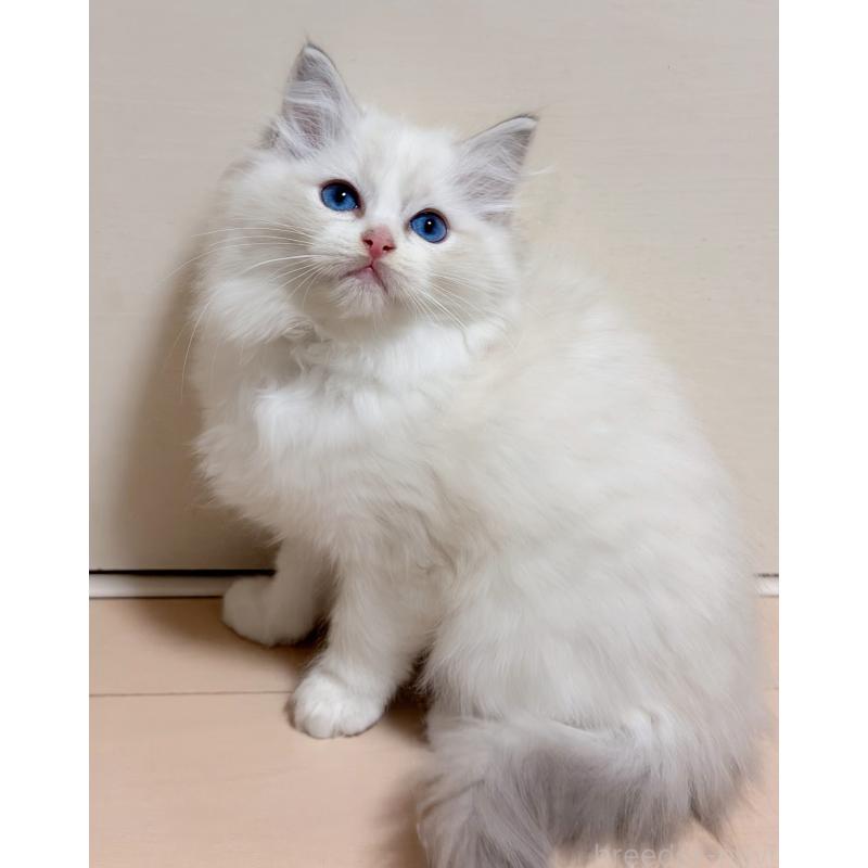 販売中の神奈川県のラグドール-131410