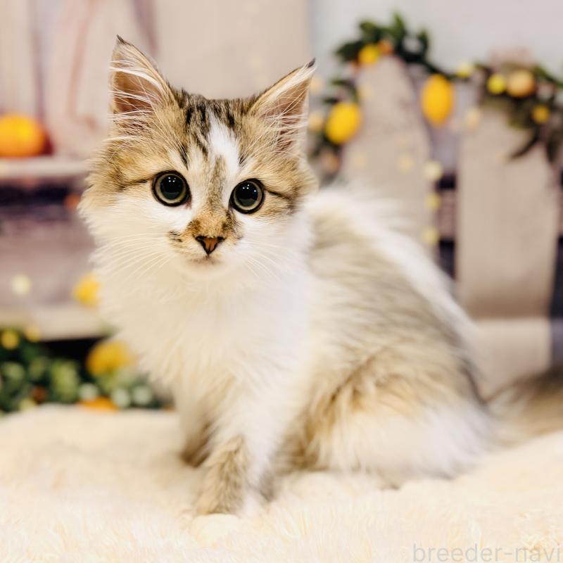 販売中の岐阜県のサイベリアン-130939