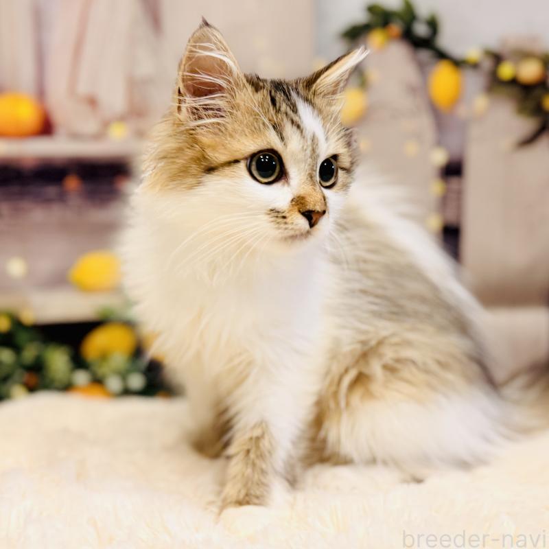 成約済の岐阜県のサイベリアン-130939の2枚目