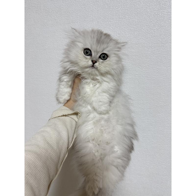 販売中の埼玉県のミヌエット(短足)-131709の5枚目