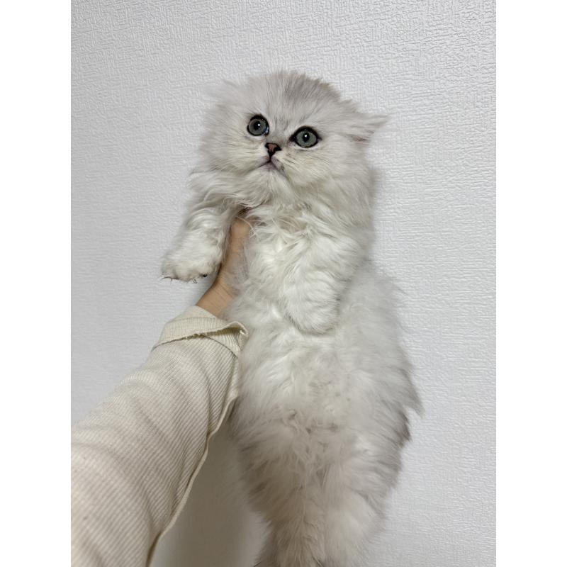 販売中の埼玉県のミヌエット(短足)-131709の4枚目