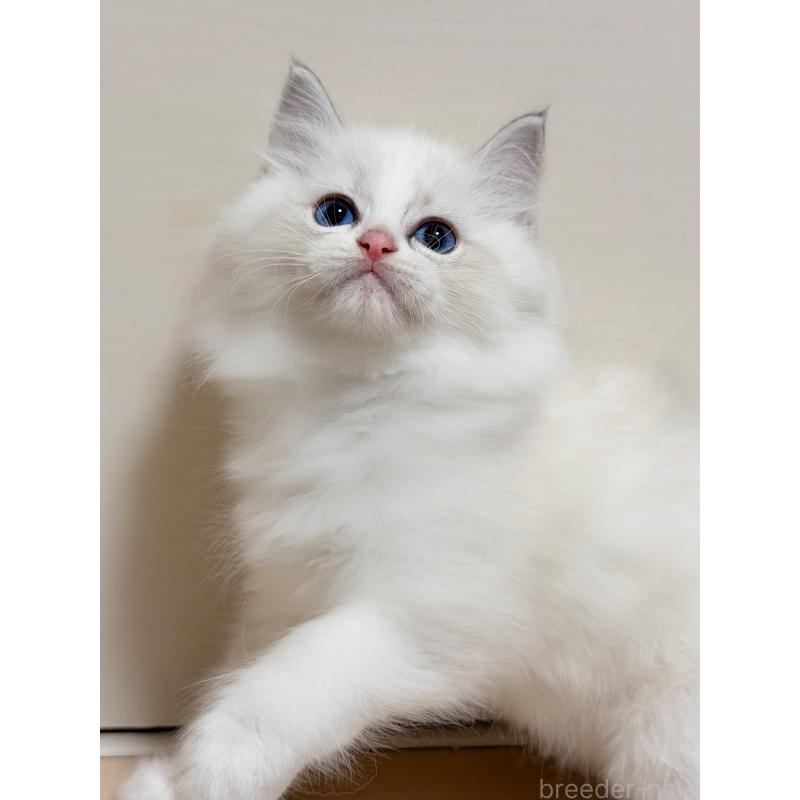 成約済の神奈川県のラグドール-131408の3枚目