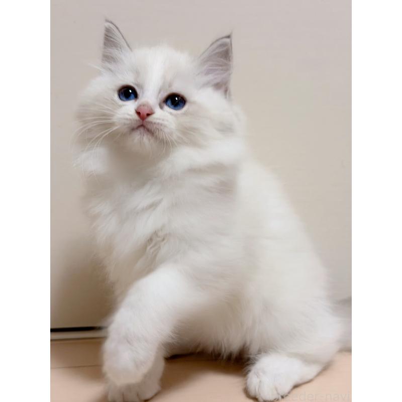 成約済の神奈川県のラグドール-131408の2枚目