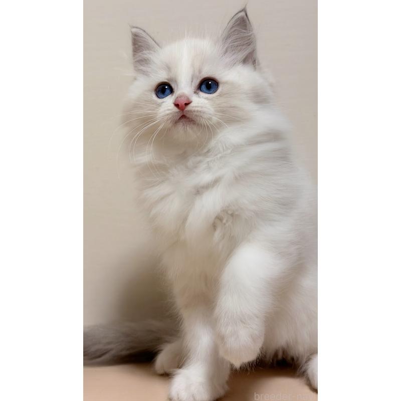 成約済の神奈川県のラグドール-131408