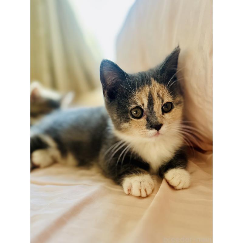 成約済の香川県のミヌエット(短足)-130233の4枚目