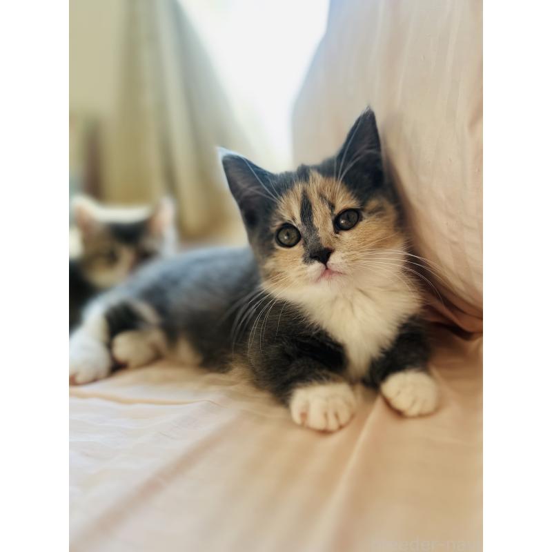 成約済の香川県のミヌエット(短足)-130233の3枚目