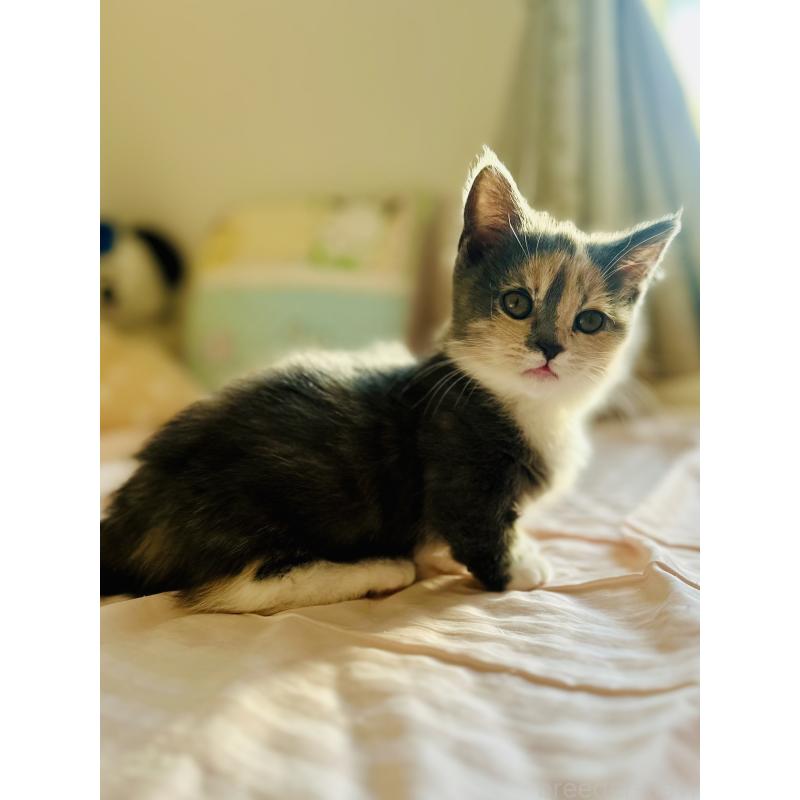 成約済の香川県のミヌエット(短足)-130233の2枚目