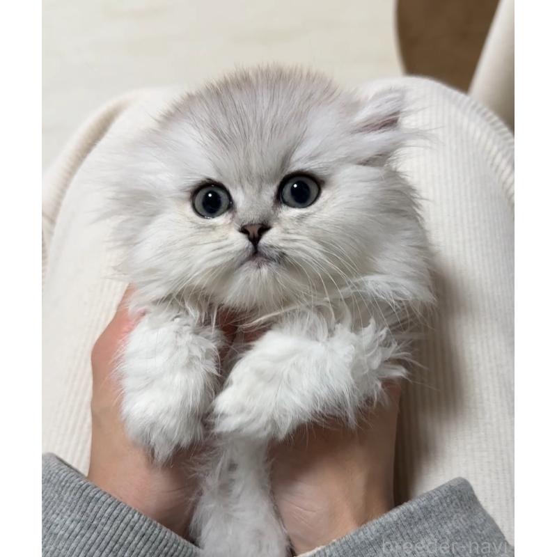 販売中の埼玉県のミヌエット(短足)-131709の2枚目