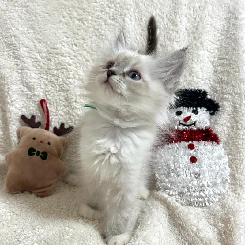 成約済の東京都のサイベリアン-130977の2枚目