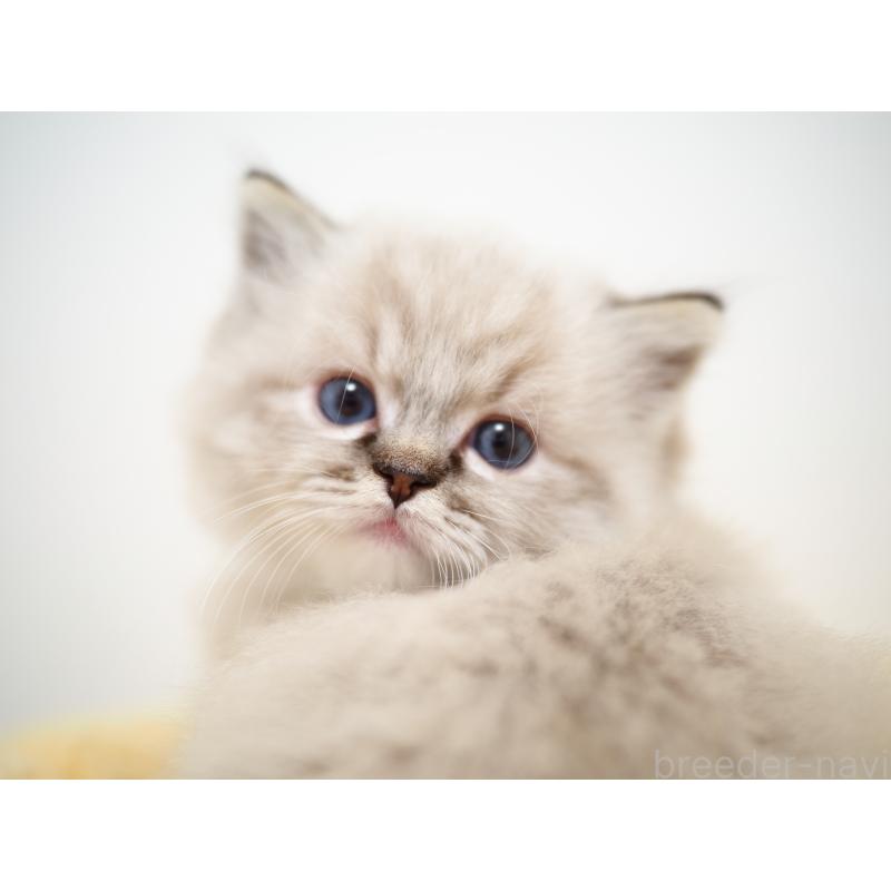 販売中の埼玉県のラグドール-131230の11枚目